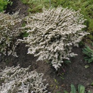 Zatrwian tatarski - 100 nasion