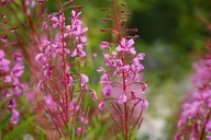 Wierzbówka kiprzyca - *nasiona 300szt*