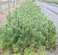 Sosna kosodrzewina Rotundata 50 - 80 cm