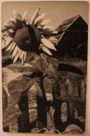 OPOLE - BIERKOWICE, MUZEUM WSI OPOLSKIEJ - ORYGINALNA PIECZĄTKA, ZDJĘCIE