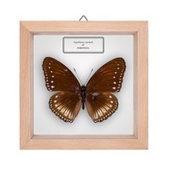 Motyl w gablotce Hypolimnas anomala