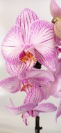 PHALENOPSIS storczyk xx
