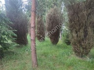 Działka, Komorów, Michałowice, Pruszkowski, 4200 m²