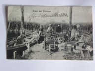 Dziwnów Dievenow k / Szczecin rybak łódź taczka 1909