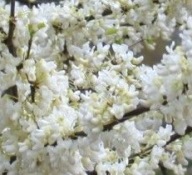 JUDASZOWIEC KANADYJSKI "ROYAL WHITE" Cercis sadzonka doniczka 7,5 l