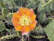 Mrozoodporna opuncja macrorhiza WHITE CANYON