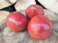 Pomidor Czekoladowy sekret Alifirov kolekcjonerskie nasiona pomidorów