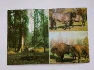 Białowieski Park Narodowy - żubry, konie - pocztówka