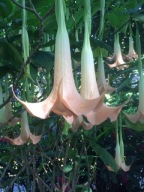 BRUGMANSIA,DATURA -łososiowa-sadzonki w doniczkach