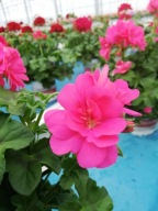 Pelargonia Peltatum Sunflair Linda Pink ZWISAJĄCA PEŁNA