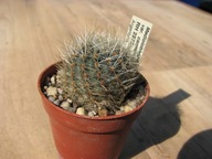 Kaktus ,Rebutia, Mediolobivia nigricans v. carmeniana RH 2273c
