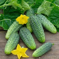 Ogórek gruntowy wczesny ŚREMSKI F1 - nasiona - bardzo plenny i odporny