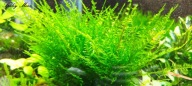 Mech Spiky Moss (Taxiphyllum sp.) Soczysta zieleń w akwarium od fibell