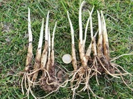 Czosnek Niedźwiedzi cebulki sadzonki 200 sztuk + INSTRUKCJA