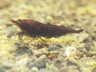 krewetki akwariowe schoco neocardina brązowe ,proszę czytać opis