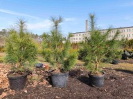 Sosna himalajska 85-100cm