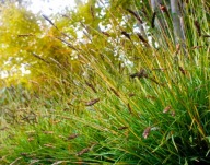 Sesleria greenlee P9