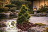 NOWA, KARŁOWA ODMIANA Sosna górska 'Needle Crown' Pinus mugo