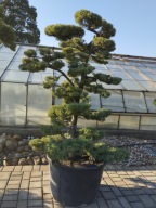 Drzewo Bonsai Jałowiec Wirginijski