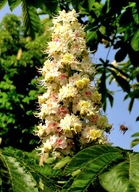 Kasztanowiec pospolity, doniczka XXL