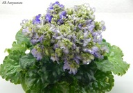 FIOŁEK AFRYKAŃSKI ### AV- LIAGUSHONOK ### 1LIŚĆ