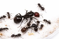 Mrówki Messor barbarus Kolonia Q +1-5 robotnic + Mrówki dla początkujących