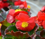 Begonia semperflorens Superstar Red WYTRZYMAŁE KWIATY