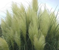 Trawa Pampasowa Biała Ozdobna Do Ogrodu Cortaderia Selloana Sadzonka