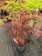 Klon palmowy GARNET sadzonka SZCZEPIONY doniczka 3 l