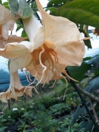 Brugmansia datura Angels Summertime