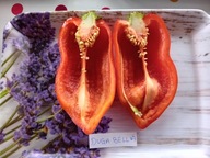 Papryka Bella Duga słodka bardzo wczesna plenna nasiona kolekcjonerskie