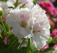 Pelargonia Grandiflora Aristo White ANGIELSKA DUŻA