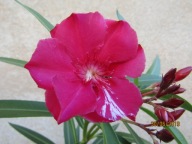 Nerium Oleander podwójny Geant des Batailles