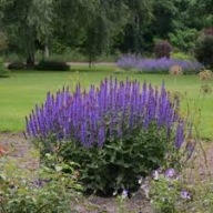 szałwia omszona Night field sadzonka w pojemniku miododajna wieloletnia