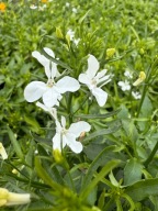 Lobelia wisząca Biała ładna duża sadzonka