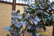 Buk czerwony 100cm przewieszenia pendula okaz inny