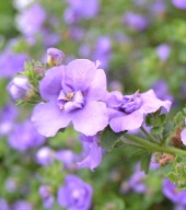 Bakopa Baristo Double Blue bacopa scopia ZWISAJĄCA KWIATY PEŁNE