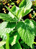 Czyściec leśny, Zestaw 12 sadzonek XXL