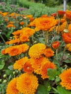 Chryzantema zimująca'' Grejs niska dalia róża trawa irys