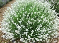 LAWENDA white scent sadzonka w pojemniku 10 cm wieloletnia, miododajna