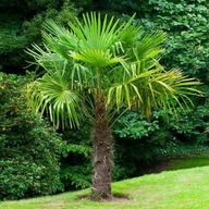 Trachycarpus Fortunei 50 NASION mrozoodporna palma do - 20 C ŚWIEŻE NASIONA
