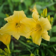 Liliowiec Żółta cytrynka .wielopędowy