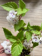 Achimenes fimbriata - kłącze