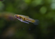 Mikrorybki do małego nano akwarium 10-15l 4szt