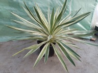 Yucca gloriosa nr1