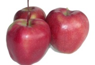 Jabłoń GLOSTER – bardzo duże, twarde i soczyste owoce