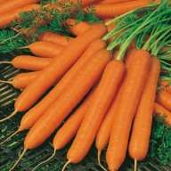 Nasiona marchew Amsterdamska Premium Seeds 5 g odmiana wczesna