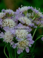 DRIAKIEW TRAWOLISTNA jak ozdobna trawa srebrne jedwabiste liście NA SŁOŃCE