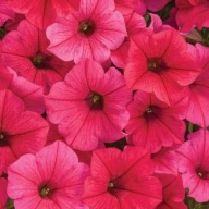 Supertunia Vista “Paradise” P10 czerwona jasna, gęsta sadzonka