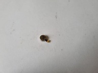 Wibracja silniczek OPPO A91 CPH2001